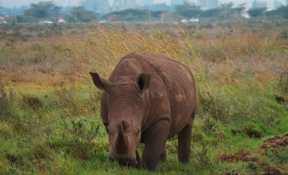 the Nairobi national park