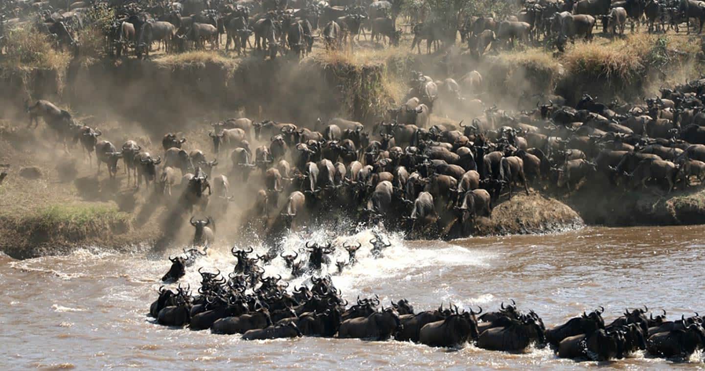masai mara the great migration